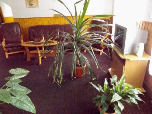 a living room with a potted plant on the floor at Tulipán Panzió in Sfântu-Gheorghe