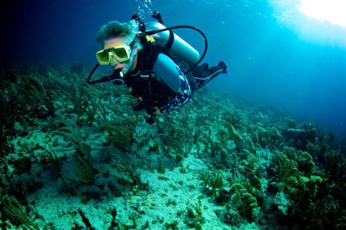 Blue Reef Island – Photos 3