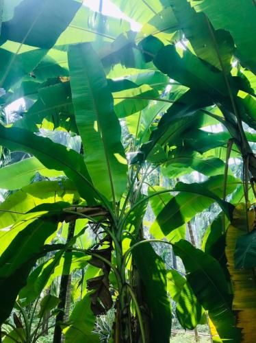 Ein Garten an der Unterkunft Arecapalm, Murud