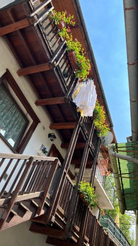 Il bucaneve – Photos 2
