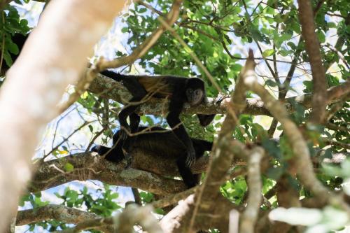 a monkey sitting on top of a tree branch at Antema Lodge Secteur Tamarindo, piscine, yoga, gym, jungle et paix in Tamarindo