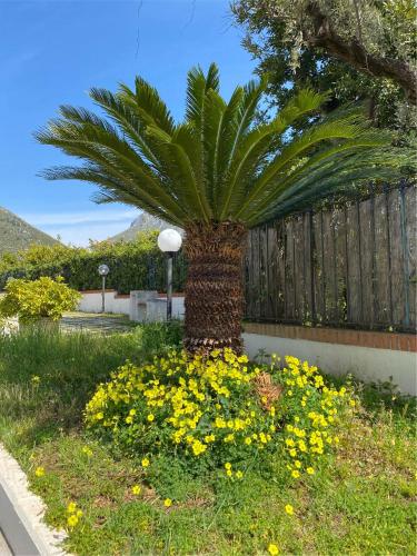 a palm tree and flowers in front of a fence at Residenza Le Spiagge in Sperlonga