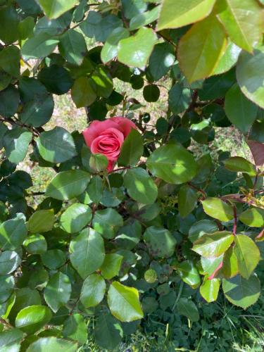 a pink rose in a bush with green leaves at Residenza Le Spiagge in Sperlonga