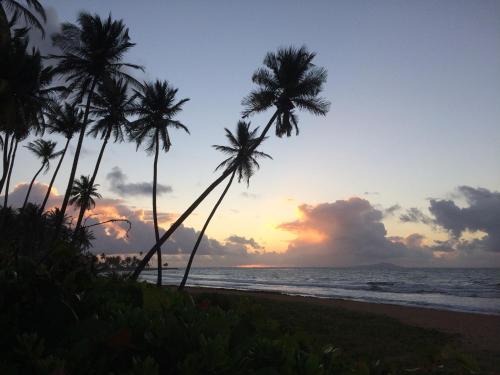 a group of palm trees on the beach at sunset at Wyndham Palmas Beach and Golf Boutique Resort in Humacao