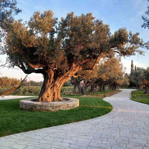 a tree in a park next to a path at Peristerionas Estate in Karistos