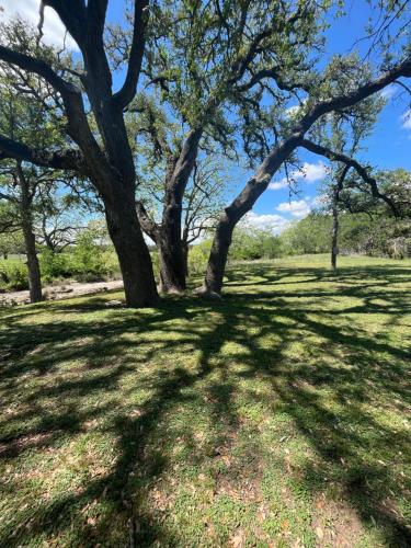 a tree in the middle of a grass field at Tiny Islands Resort in Blanco