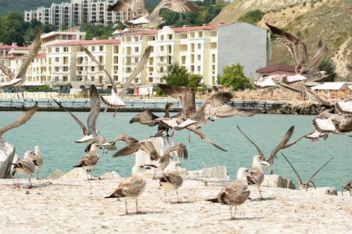 a flock of birds flying over a beach at Ahilea Hotel - Free Pool Access in Balchik