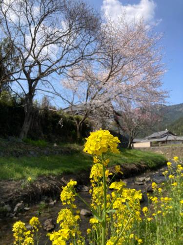 a bunch of yellow flowers in a field at Ryoso Chatani in Kyoto