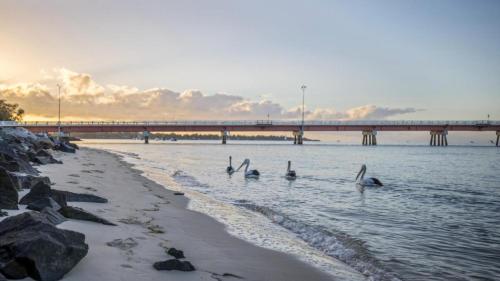 a group of swans swimming in the water near a bridge at Anchors Away - Waterfront Unit in Sandstone Point