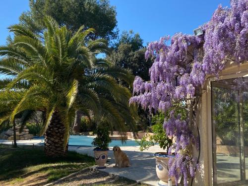 Zahrada ubytování Santolines en Provence