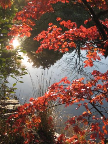 a tree with red leaves next to a body of water at Dantosa Blue Mountains Retreat in Katoomba