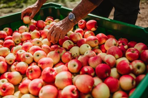 Cibo presso l'appartamento o nelle vicinanze