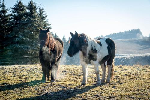 two horses standing next to each other in a field at Forstgut - Premium Waldchalets und Lodge Suiten in Regen