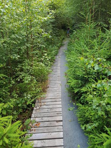 a wooden path in the middle of a forest at Ferienwohnung-Pruemtalblick in Prüm
