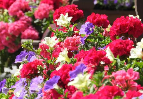 a bunch of colorful flowers in a garden at Appartement Alpenhof Wildschönau in Niederau