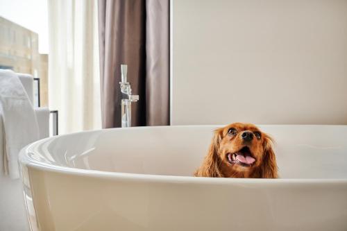 a dog is sitting in a bath tub at INNSiDE by Meliá Newcastle in Newcastle upon Tyne
