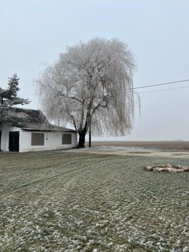 Ein Baum auf einem Feld neben einem Haus in der Unterkunft Rusiborek Slow in Murzynowo Kościelne