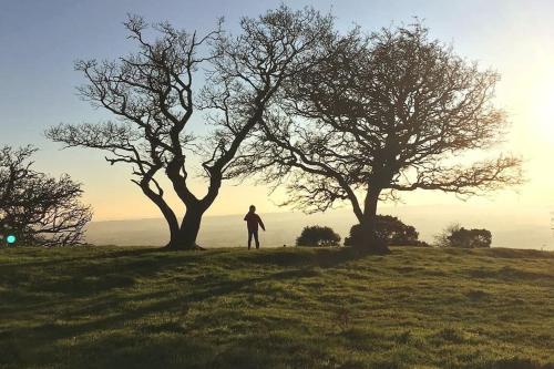 a person standing next to two trees on a hill at Stylish Cottage in the Pewsey Vale in Marlborough