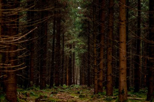 a forest of trees with a path in the middle at Gasthof Adler in Bad Wurzach