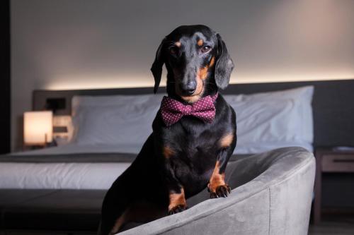 a dog wearing a bow tie sitting on a bed at Petit Palace Lealtad Plaza in Madrid