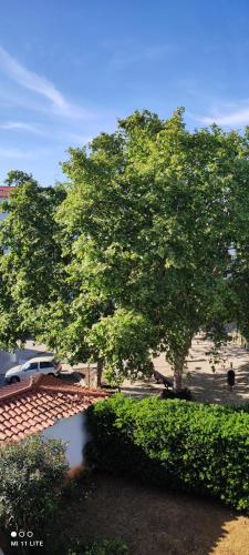 a large tree in a park with a pond at AlbufeiraSun, arrive as a guest leave as a friend. in Albufeira