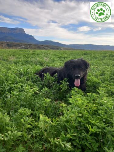 a black dog laying in a field of grass at Hotel Acebo Plaza Mayor in Jaca