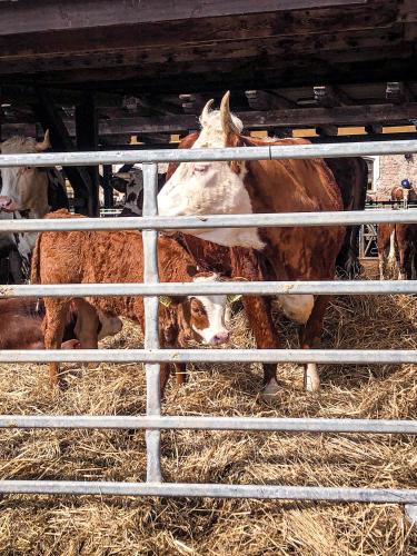 a group of cows in a pen eating hay at Chalupa Rozálka in Cerny Dul