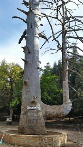 a large tree with a sign on the side of it at Harmony in Azrou