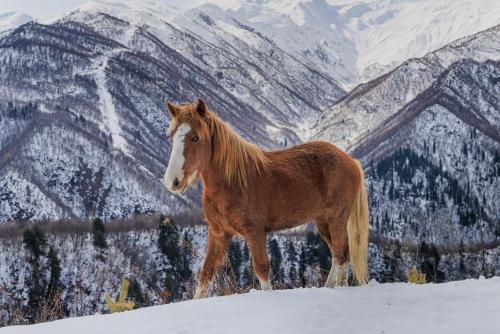 a horse standing on top of a snow covered mountain at Sami Mta Chalet in Mestia