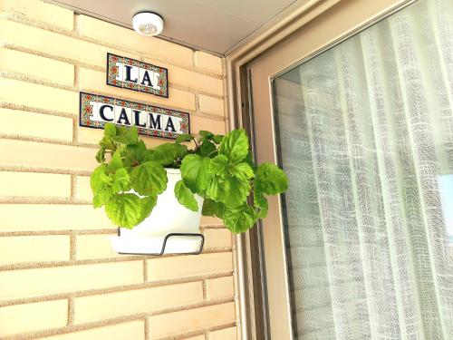 a potted plant on a wall next to a window at 1ª LÍNEA DE PLAYA. Apartamento: LA CALMA in Comarruga
