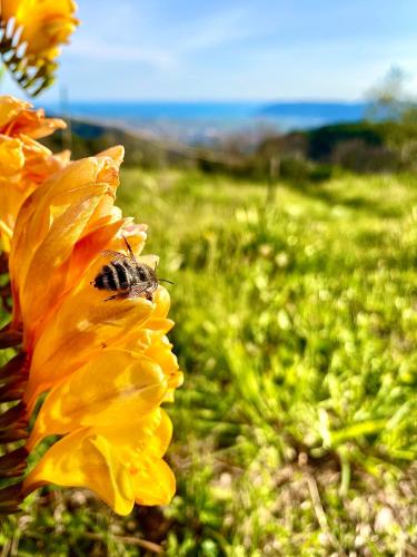 a bee on a yellow flower in a field at LA GINESTRA B&B in Fosdinovo