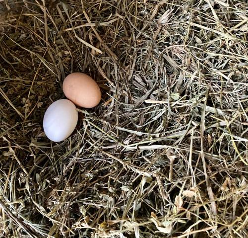 two eggs are sitting in some hay at LA GINESTRA B&B in Fosdinovo