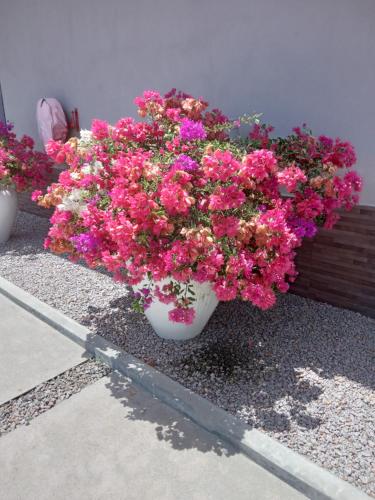 two vases filled with pink flowers sitting next to a wall at Hotel La Roussette in Anse aux Pins