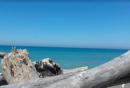a log on the beach with the ocean in the background at Grande Appartamento in Villa con 2 camere, terrazze, giardino, barbecue e posto auto privato Tutti spazi uso esclusivo in Cecina