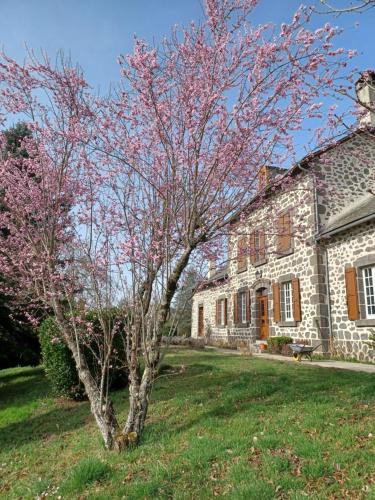 a flowering tree in front of a stone house at La Grange de Lily in Vic-sur-Cère