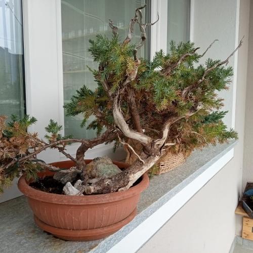 a bonsai tree sitting on a window sill at SANTINO'S HOUSE in Peveragno
