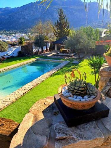 eine Schale mit Pflanzen auf einem Tisch neben einem Pool in der Unterkunft Hacienda Tresoles in Ubrique
