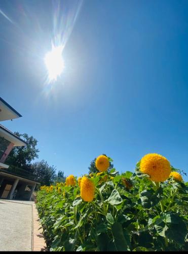 a field of sunflowers with the sun in the sky at B&B Girasole in Torraca