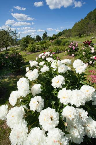 a bunch of white flowers in a garden at Brunstorpsgård Bränneriet in Huskvarna