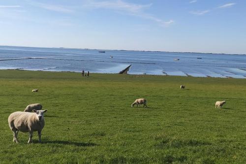 a herd of sheep grazing in a grassy field at Ferienwohnung Altneukoog in Tetenbüll