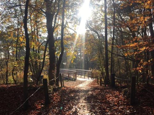 um caminho na floresta com o sol brilhando através das árvores em "SüdWest" Ferienwohnung em Prerow