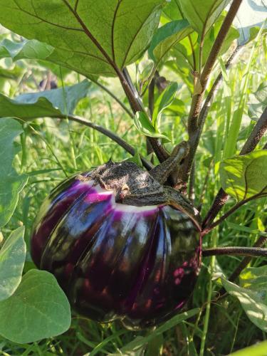 Un jardín fuera de Azienda Agrituristica Baglio Carta