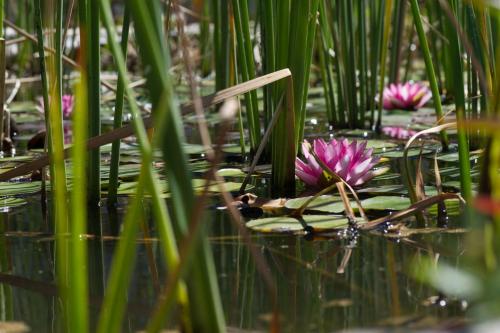 a dragonfly sitting on a pink flower in the water at Bio Guesthouse Mani Sonnenlink in Pírgos