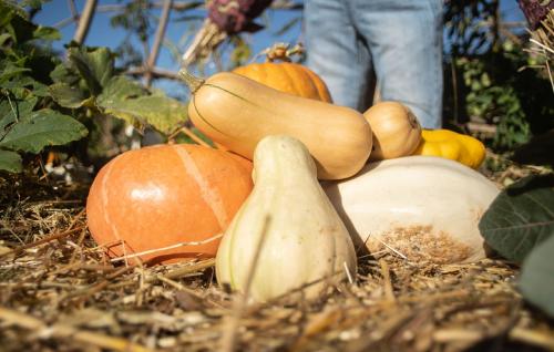 a pile of pumpkins and squash in a garden at Le jardin des 4 saisons in Le Mans
