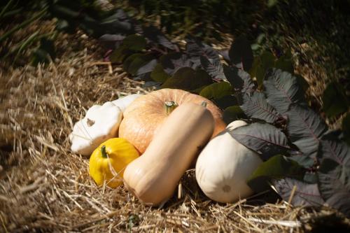 a group of pumpkins and squash on the grass at Le jardin des 4 saisons in Le Mans