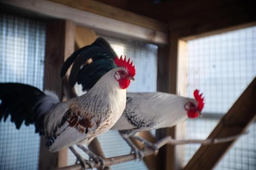 two birds are perched on a perch in a window at Le jardin des 4 saisons in Le Mans