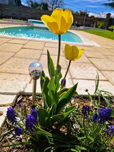 - deux fleurs jaunes dans un jardin à côté d'une piscine dans l'établissement Les Quintanes, à Suaux