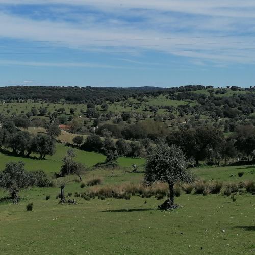 a field of green grass with trees and bushes at Casa do Cabeço - Termas da Sulfúrea in Cabeço de Vide