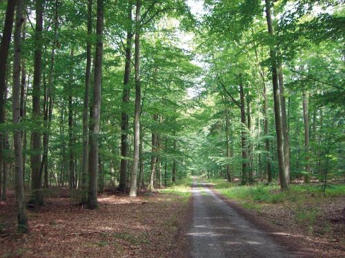 a dirt road through a forest with trees at Haus am Zabelstein in Dingolshausen