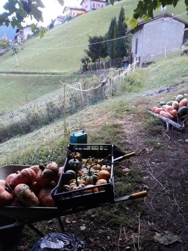 a bunch of onions and other vegetables on a field at Graziosa, Casetta in Valgerola in Rasura